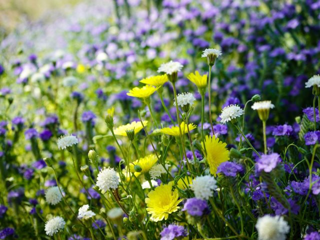 Printemps : comment éviter les allergies pour profiter des beaux jours ?