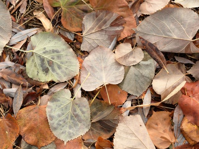 Activités de bien-être pour un automne en pleine forme