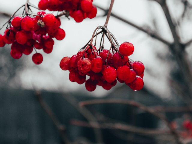 Comment se protéger des allergies saisonnières en hiver ?
