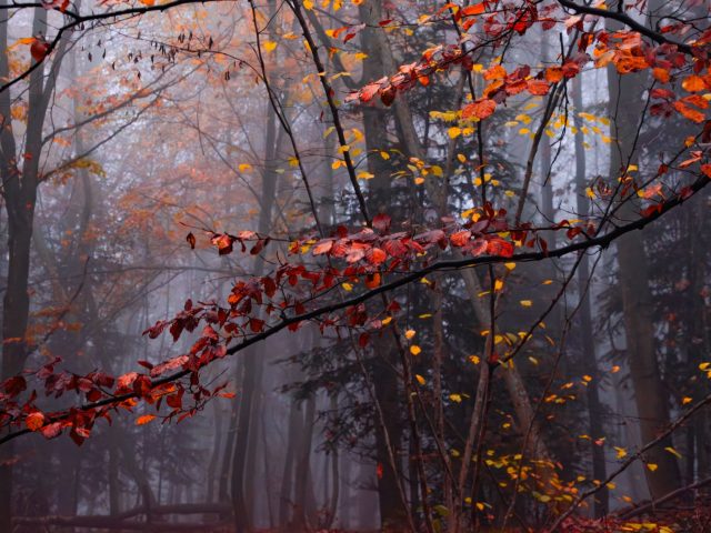 Comment la pleine conscience peut-elle améliorer notre bien-être en automne ?