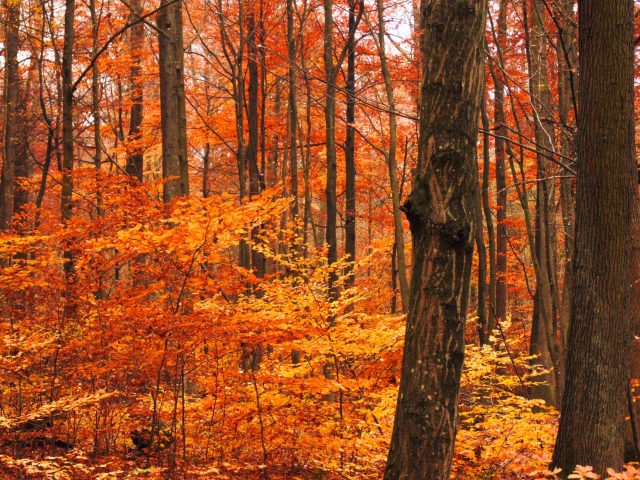Pourquoi marcher en automne est bénéfique pour la santé ?